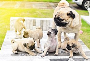 Happy Mother's Day to all the moms out there, including dog mamas! Whether it's a human or a doggy mom, all moms deserve to be honored on this special day.