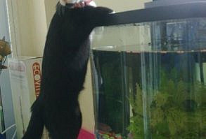 10 Times Cats Were Caught In The Act - I Can Has Cheezburger?