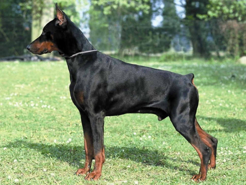 10 raças de cachorro mais inteligentes | Tudo Sobre Cachorros