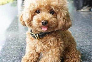 100+ Cute Animal Pictures That Will Brighten Your Day Immediately - Lovely Animals World