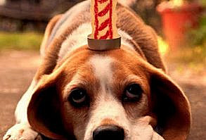 101 Funny Happy Birthday Dog Memes for Paw Lovers Everywhere