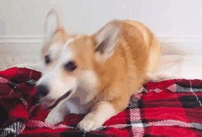 Self-Rolling Burrito