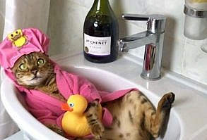 I wish I could be as chill as these cats.