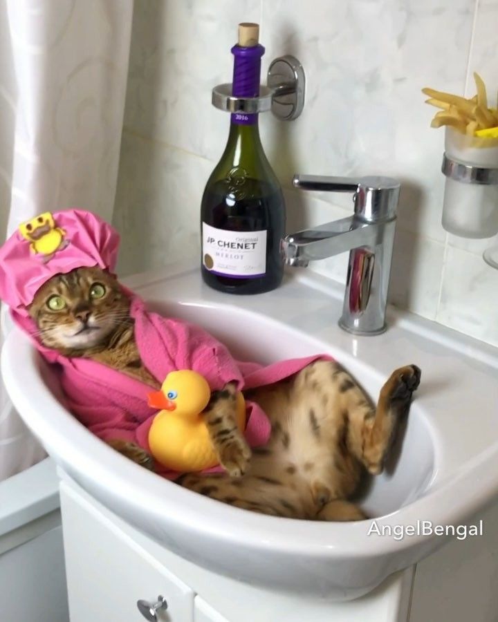 I wish I could be as chill as these cats.