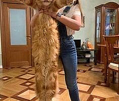 12 Photos of Big and Beautiful Maine Coon Cats - I Can Has Cheezburger?