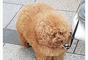 Funny-memes-tank-sinatra