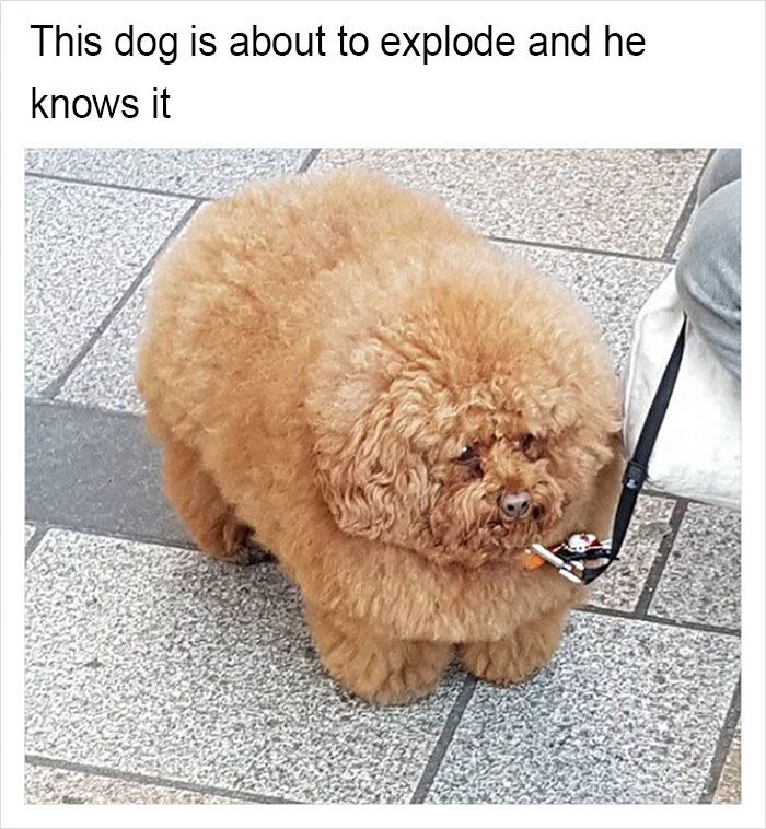 Funny-memes-tank-sinatra