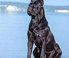 15 Pictures Only Cane Corso Owners Will Think Are Funny | The Dogman
