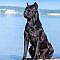 15 Pictures Only Cane Corso Owners Will Think Are Funny | The Dogman