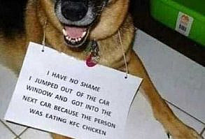 18 Doofy Dogs Who Are Just Begging To Be Shamed - Memebase - Funny Memes