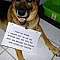 18 Doofy Dogs Who Are Just Begging To Be Shamed - Memebase - Funny Memes