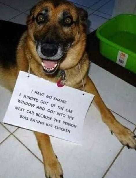 18 Doofy Dogs Who Are Just Begging To Be Shamed - Memebase - Funny Memes