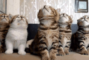 Ve takımın seni asla bulamaz. | 18 Pains Short People Experience At Bars