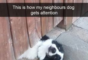 19 Funny Dog Snapchats To Give You A Reason To Laugh Today – PawMyGosh