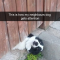 19 Funny Dog Snapchats To Give You A Reason To Laugh Today – PawMyGosh