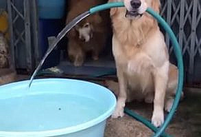 This big boy taking a bath: | 19 Pure Things To Remind You That The World Isn't All Bad