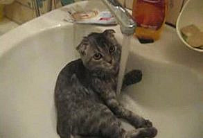 19 Reasons Cats Are Better Than Dogs