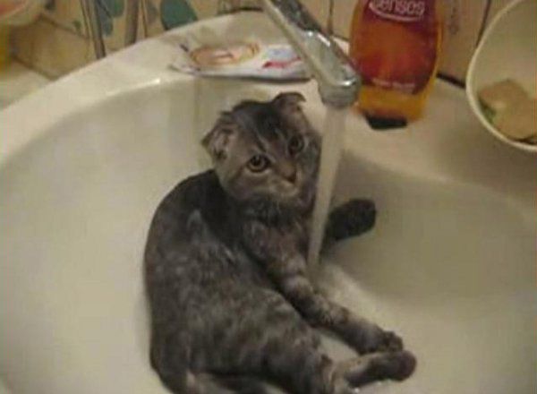 19 Reasons Cats Are Better Than Dogs