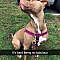 Dogs-Funny-Snapchats