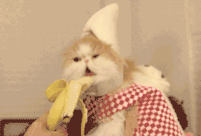 Banana Cat.gif (500×281)