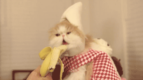 Banana Cat.gif (500×281)