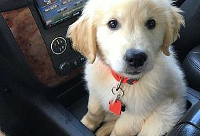 20+ Photos That Prove Retrievers Are The Best Dogs