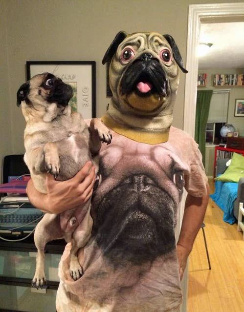 20 Pugs que te sacarán un sonrisa