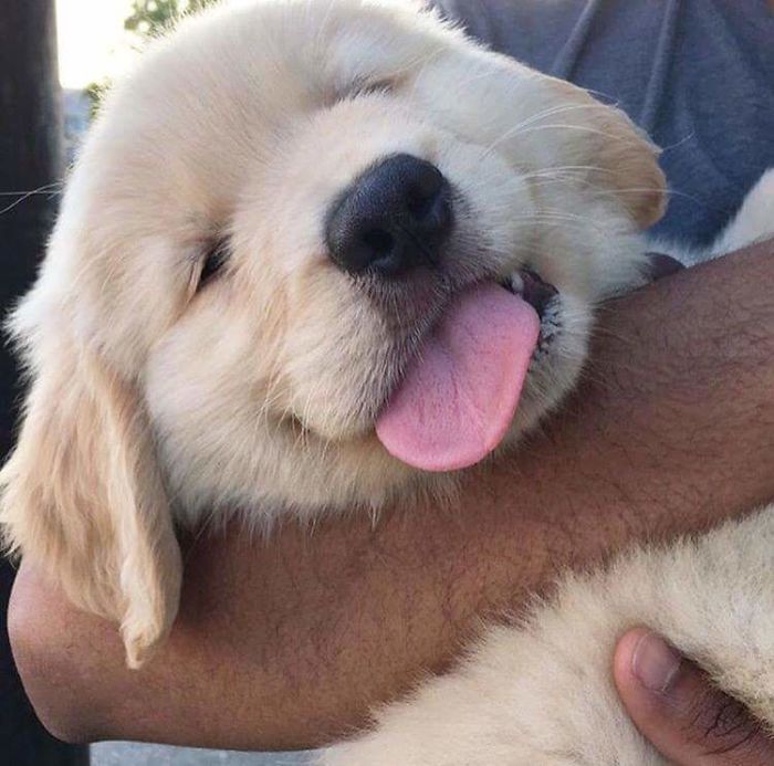 An Adorable Golden Puppy To Brighten Your Day