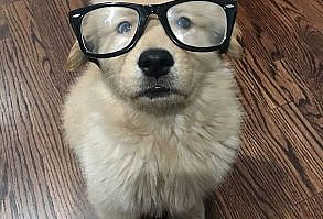 When You Spend All Day Trying To Figure Out Who's A Good Boy