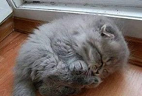 22 Purr-fect Pictures Of Cats That Will Make You Just Say... AWW - I Can Has Cheezburger?