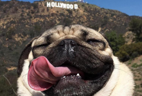 25 Animal Selfies Whose Picture Taking is On Point