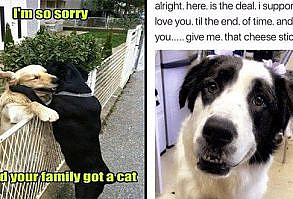 25 Goofy Memes Of German Shepherds That Will Make You Laugh All Day - I Can Has Cheezburger?