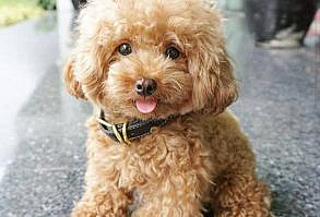 25 Precious Puppies Who Are Here To Steal Your Heart – InspireMore