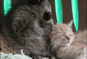 They're little treasures that dig through the trash.