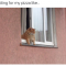 27 Cat Memes That Are Pawsitively Hilarious - Cheezburger