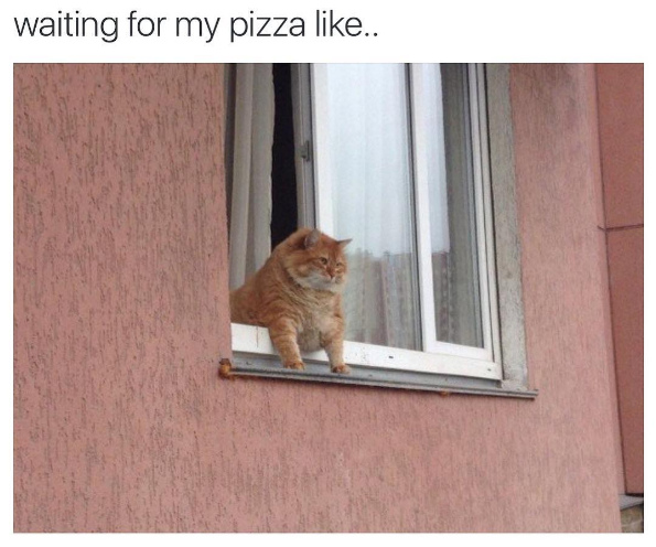 27 Cat Memes That Are Pawsitively Hilarious - Cheezburger