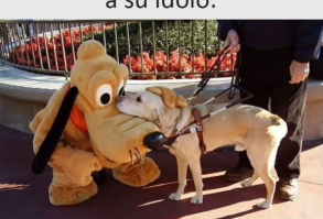 28 Memes de perros que te harán derramar lágrimas de risa