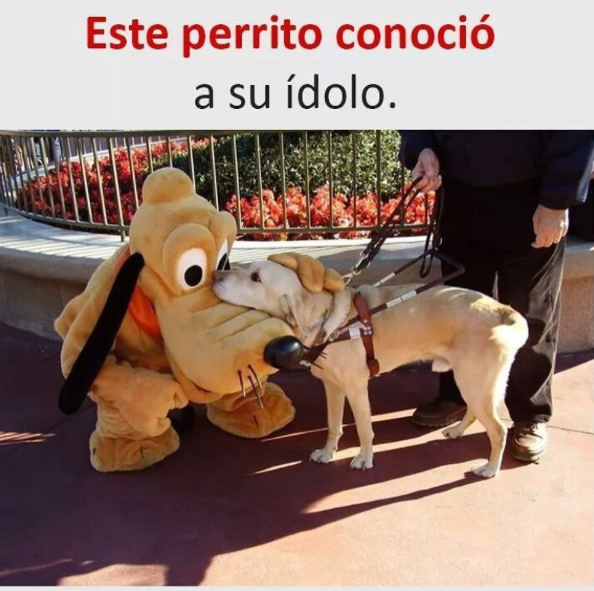 28 Memes de perros que te harán derramar lágrimas de risa