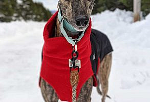 30 Best Dog Names For Gorgeous Greyhounds [PICTURES] – DogTime