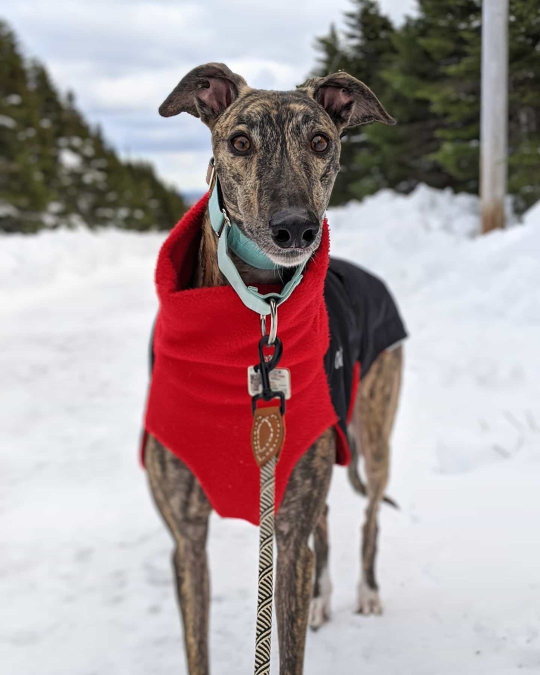 30 Best Dog Names For Gorgeous Greyhounds [PICTURES] – DogTime