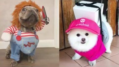 30+ Best Indoor Dog Kennel Ideas – The Paws