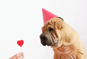 30,000+ melhores imagens de Cachorros Engraçados · Download 100% grátis fotos de stock · Pexels