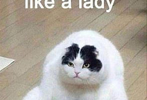 Funny cat meme about when someone tells you to sit like a lady.