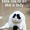 Funny cat meme about when someone tells you to sit like a lady.