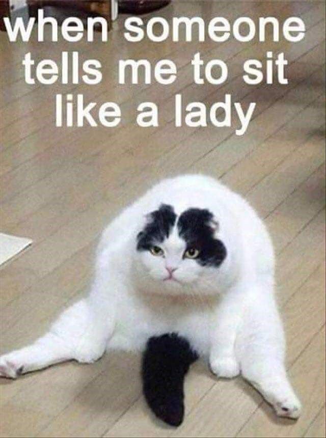 Funny cat meme about when someone tells you to sit like a lady.