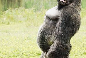 This Artist Creates New Species Of Animals With Photoshop And The Result Is Amazingly Funny