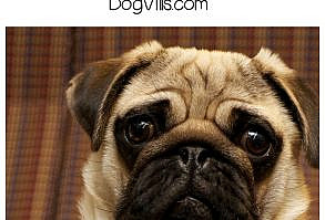 Looking for the hottest celebrity pug dog owners? Check out our list of famous people who just adore sweet squishy-faced dog breeds!