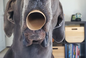 Gave Her A Toilet Paper Tube To Play With, And She Proceeded To Breathe Through It Like This For Over A Minute