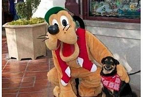 national dog day meme