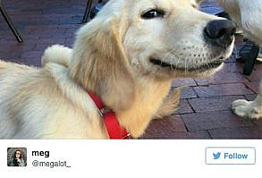 2016 was bad but these dogs are always good boys.